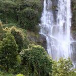 Wake Up and Smell the Coffee! – Coffee Farm Day Trip